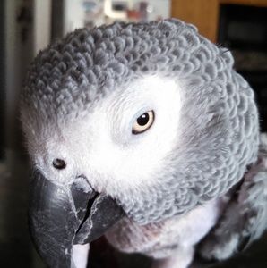 Meet your Posher, Pamela